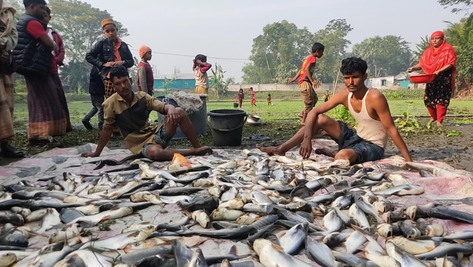 পুকুরে বিষ প্রয়োগে মাছ নিধন, স্বপ্ন ধুলিসাৎ দুই ভাইয়ের